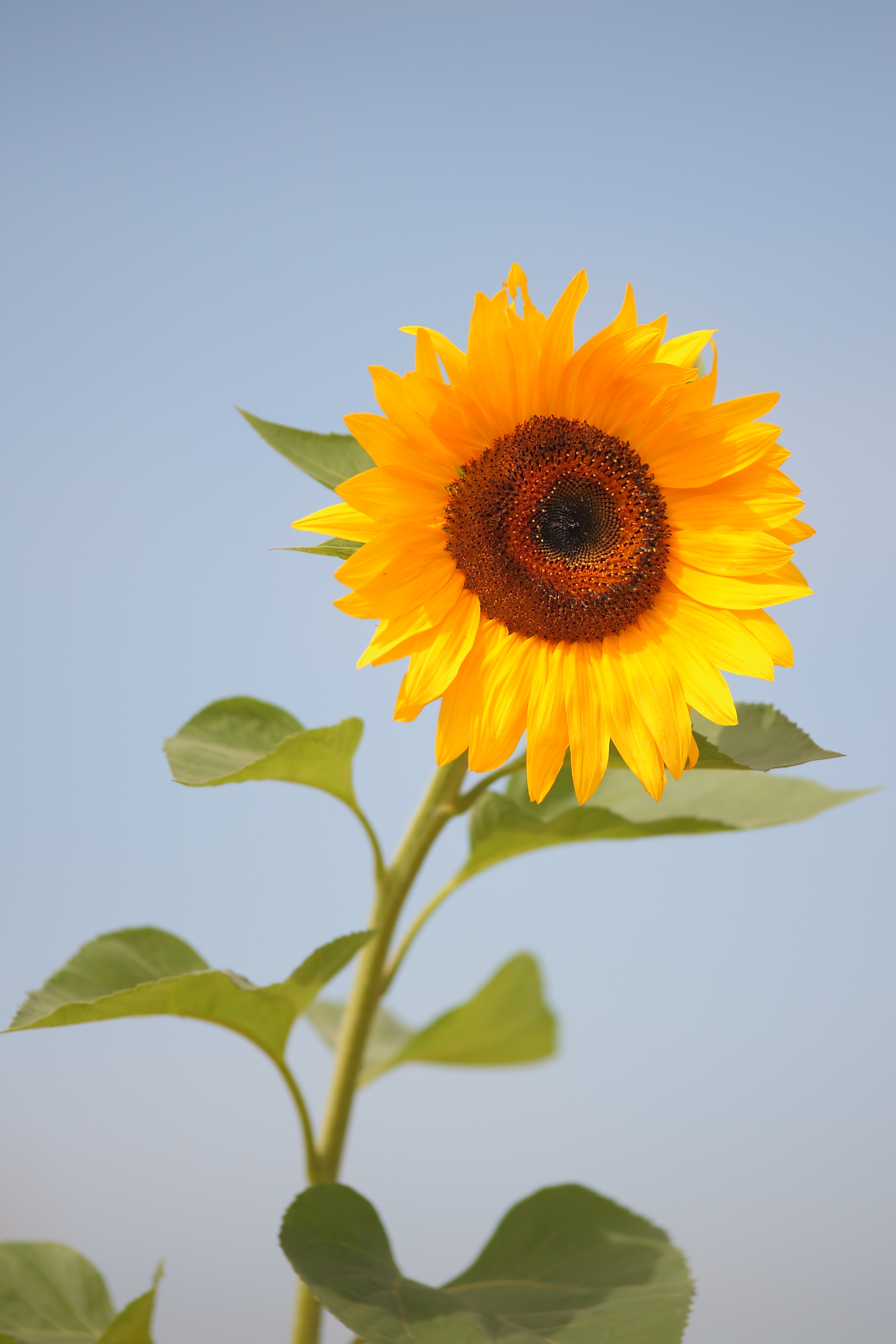 20080927 해바라기 IMG 7072